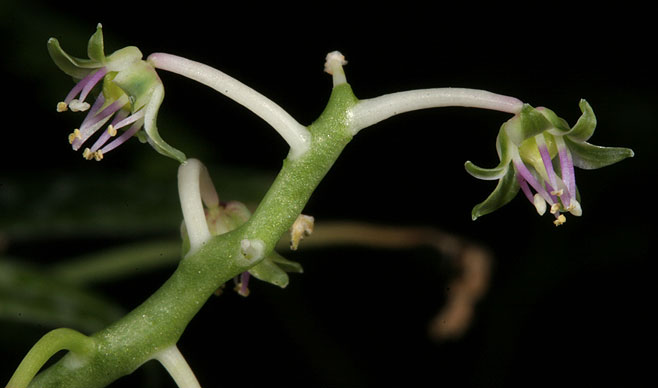 Ledebouria socialis