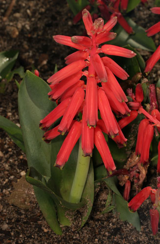 Lachenalia bulbifera
