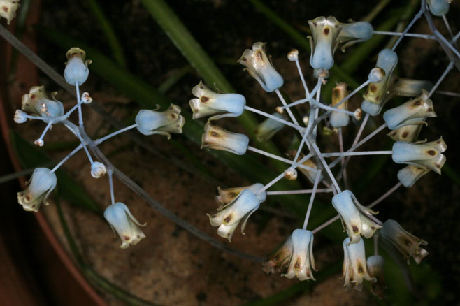 Lachenalia hirta