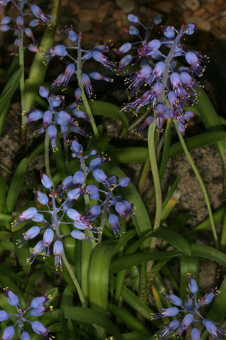 Lachenalia unicolor