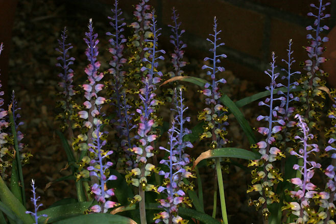Lachenalia mutabilis