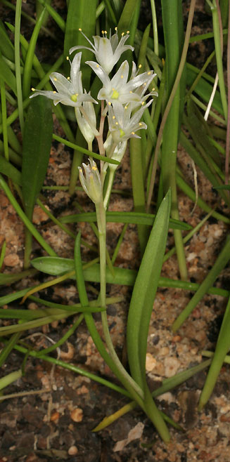 Lachenalia namibiensis