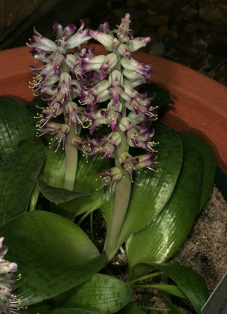 Lachenalia kliprandensis 