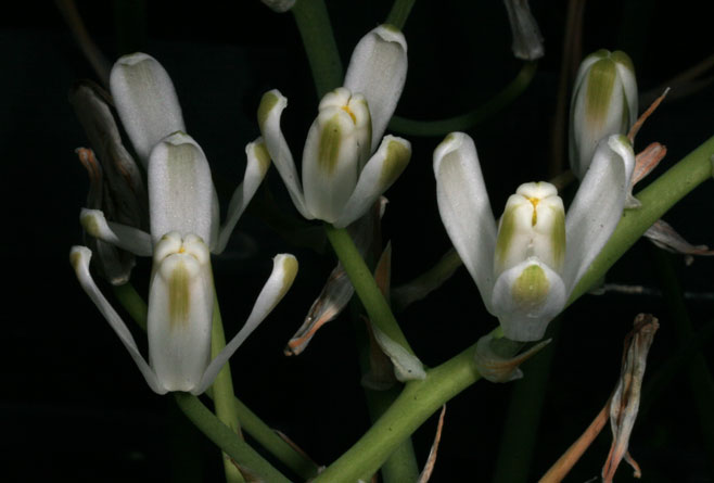 Albuca batteniana