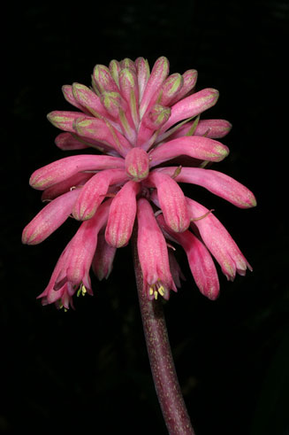 Veltheimia bracteata