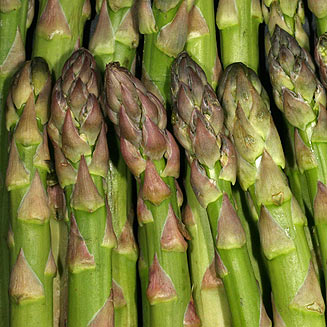 Asparagus officinalis (Asparagus)