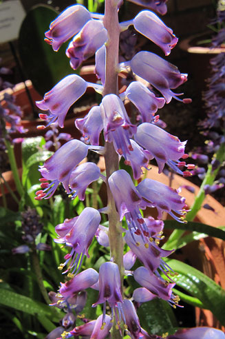 Lachenalia unicolor