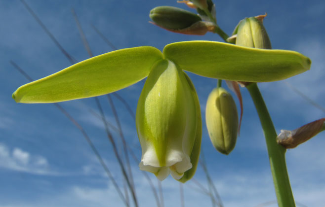 Albuca canadensis