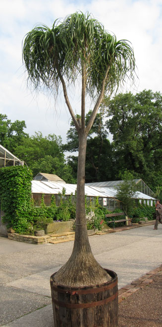 Beaucarnea recurvata (Ponytail palm)