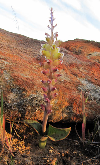 Lachenalia elegans