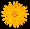 Taraxacum officinale (Common Dandelion)