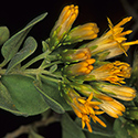 Pteronia divaricata