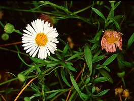 Erigeron karwinskianus