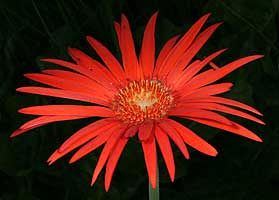 Gerbera jamesonii (Barberton daisy)