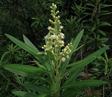 Brachylaena neriifolia