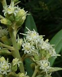 Brachylaena neriifolia
