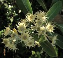 Brachylaena discolor (Coastal silver oak)