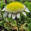 Cotula turbinata