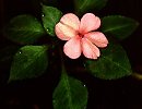 Impatiens
