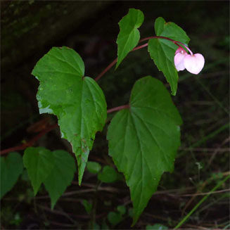 Begonia sonderiana 