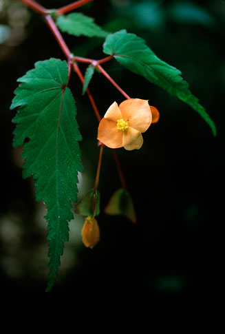 Begonia sutherlandii