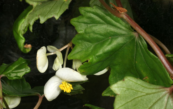 Begonia dregei