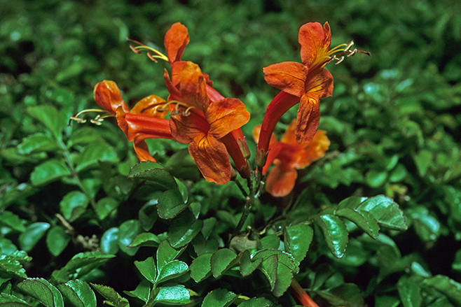 Tecoma capensis (Cape honeysuckle) in Cape Town garden.
