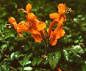 Tecoma capensis