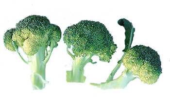 broccoli