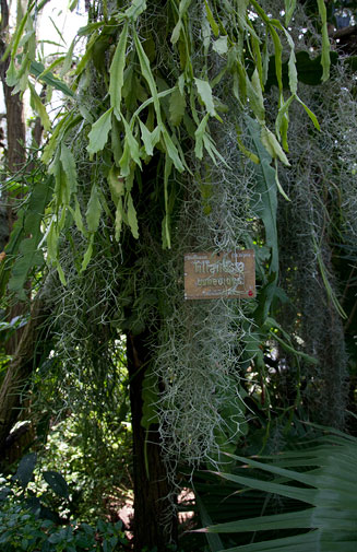 Tillandsia usneoides
