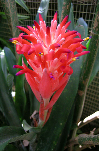 Billbergia pyramidalis