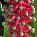 Aechmea gamosepala var. nivea