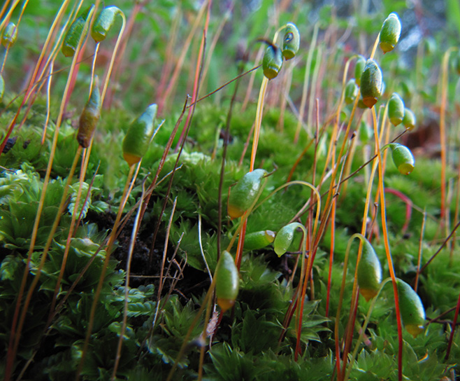 moss