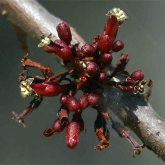 Commiphora africana 
