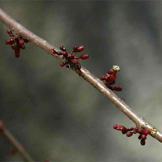 Commiphora africana 