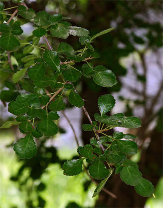 Commiphora africana 
