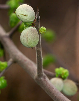 Commiphora africana 