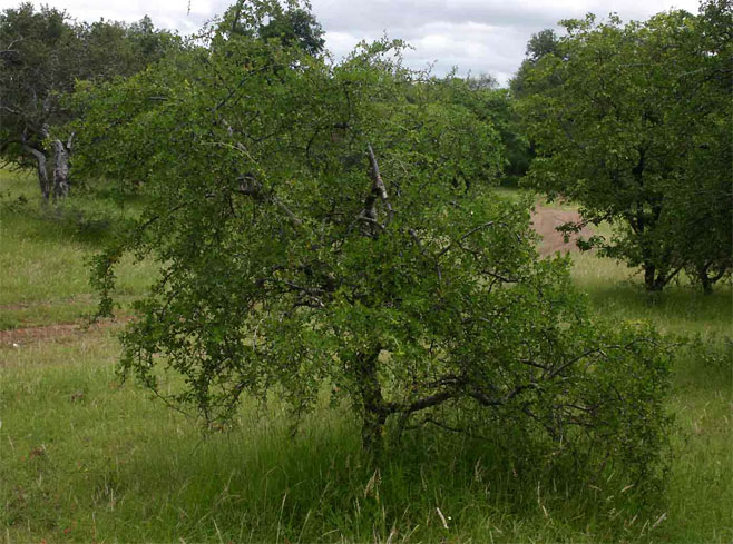 Commiphora africana 