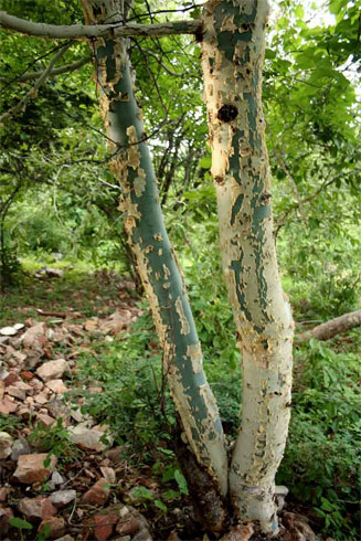 Commiphora caerulea 