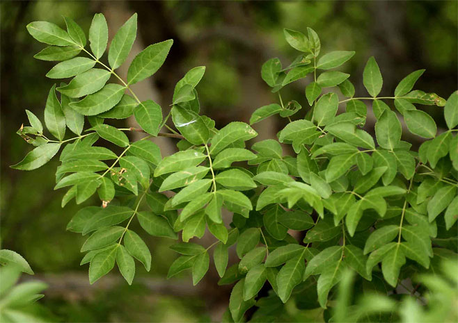 Commiphora caerulea 