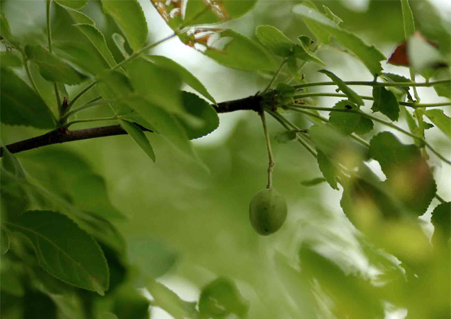 Commiphora caerulea 