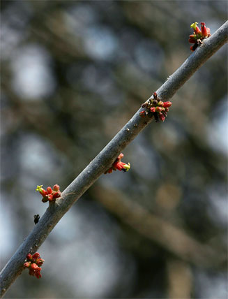Commiphora glandulosa (Tall common corkwood)