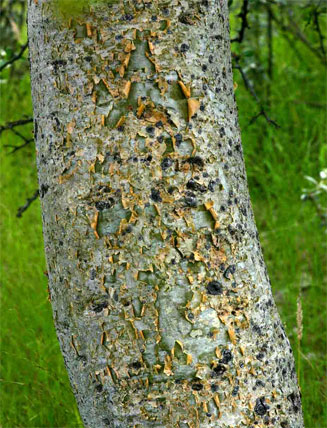 Commiphora glandulosa (Tall common corkwood)