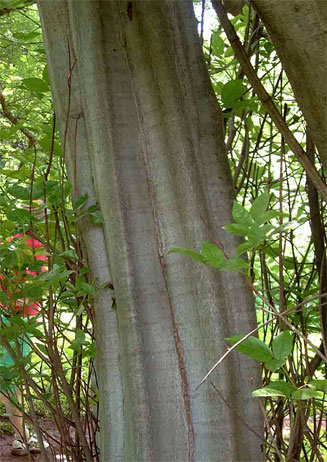 Commiphora karibensis 