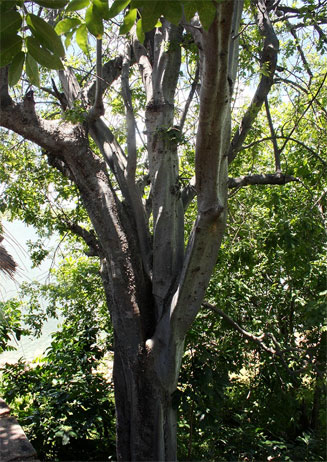 Commiphora karibensis 