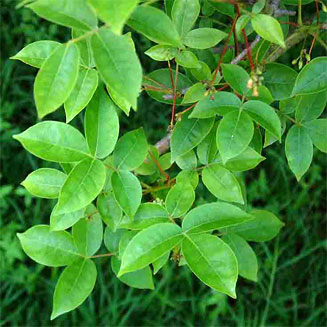Commiphora karibensis 