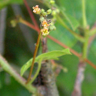 Commiphora karibensis 