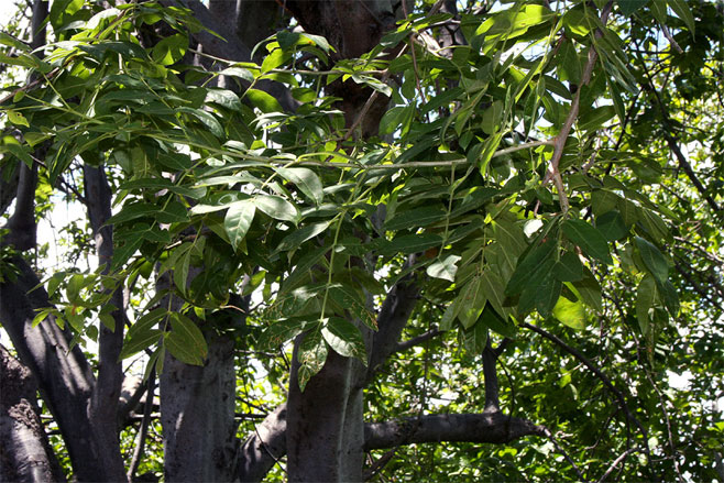 Commiphora karibensis 