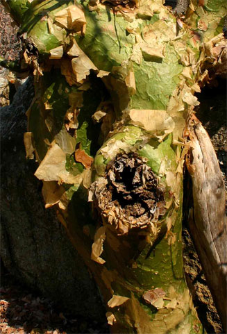 Commiphora marlothii (Paperbark corkwood)