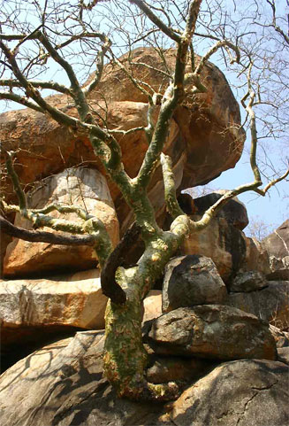 Commiphora marlothii (Paperbark corkwood)
